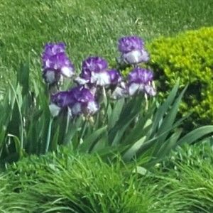 Meet your Posher, Iris